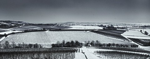 Ebersheimer Weinberge im Winter
